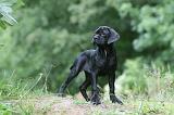 CANE CORSO 1149